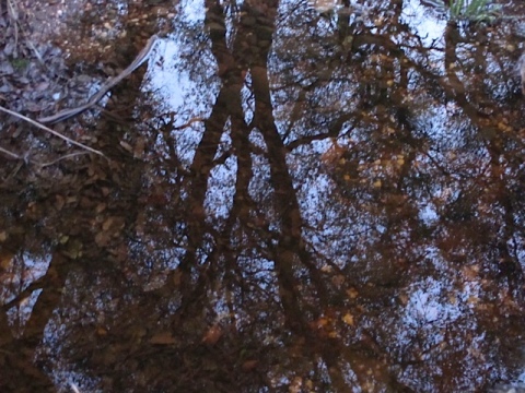 upside down autumn