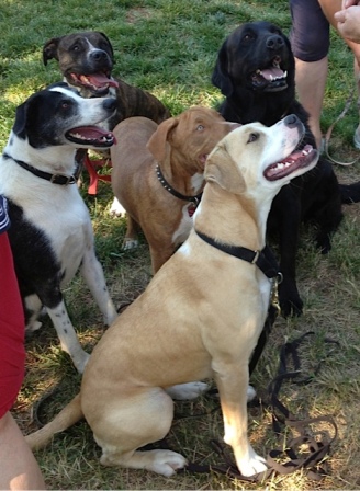 dog school pack happiness